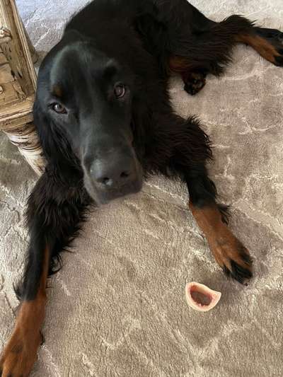 Weitere Große Schweizer Sennenhunde (oder andere große Rassen) hier?-Beitrag-Bild