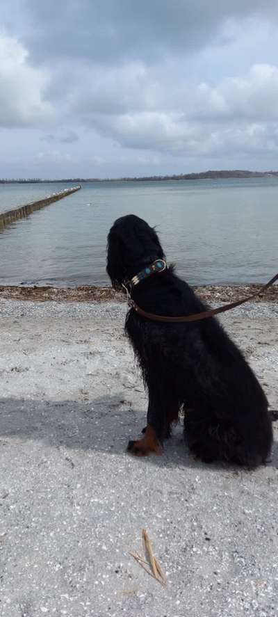 Gordon Setter-Beitrag-Bild