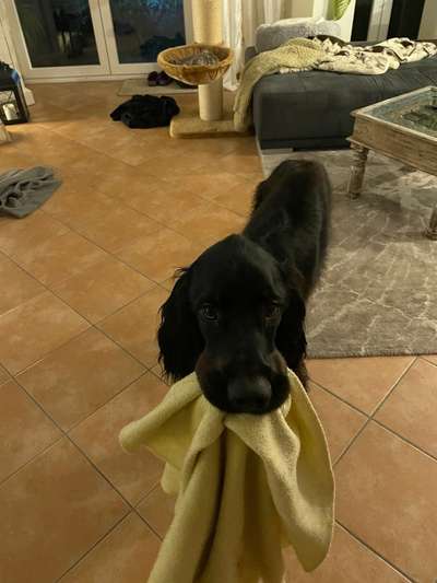 Gordon Setter-Beitrag-Bild