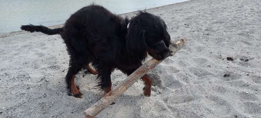 Gordon Setter-Beitrag-Bild