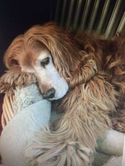 Fotochallenge Nr. 56 - geliebte Senioren-Beitrag-Bild