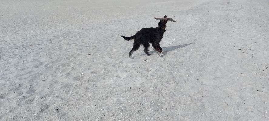 Gordon Setter-Beitrag-Bild