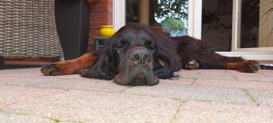 Zeigt mir die tollste Nahaufnahme von eurer Fellnase-Beitrag-Bild