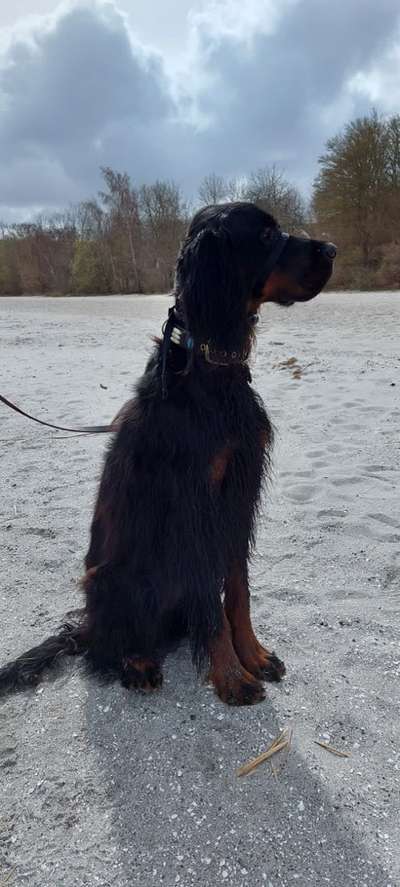 Gordon Setter-Beitrag-Bild