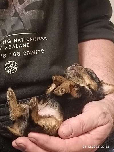 Wie kamst du zu deinem Hund?-Beitrag-Bild