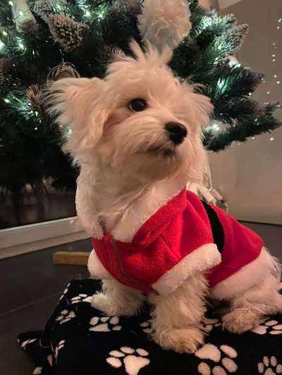 Dogorama Photo Challenge - Weihnachtsbaum-Beitrag-Bild