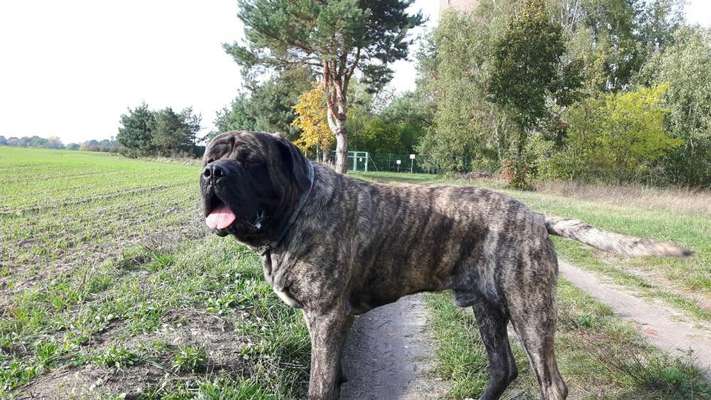 Welche Rasse? Und warum?-Beitrag-Bild