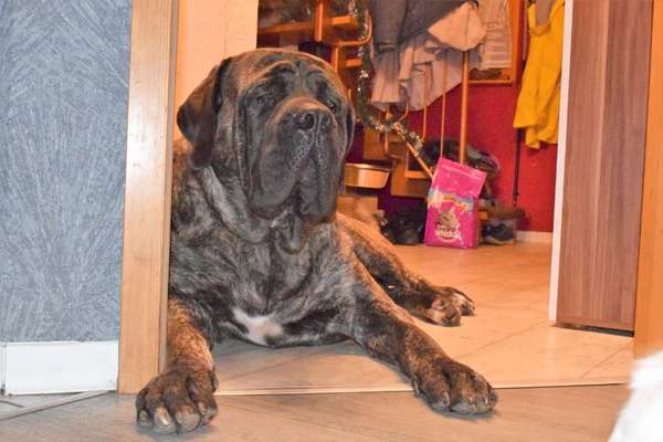 Welche Hunderasse-Beitrag-Bild