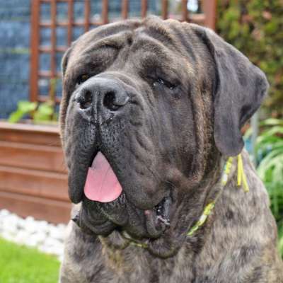 Zeigt her eure Kolosse!-Beitrag-Bild