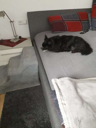 Darf der Hund bei Euch im Bett schlafen?-Beitrag-Bild