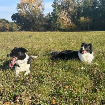 Hundetreffen-Gassirunde Eisenstadt und Umgebung-Bild