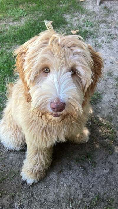 Hundetreffen-Junghundetreffen-Bild