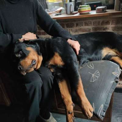 Hundetreffen-Spiel, GassiRotti-Bild