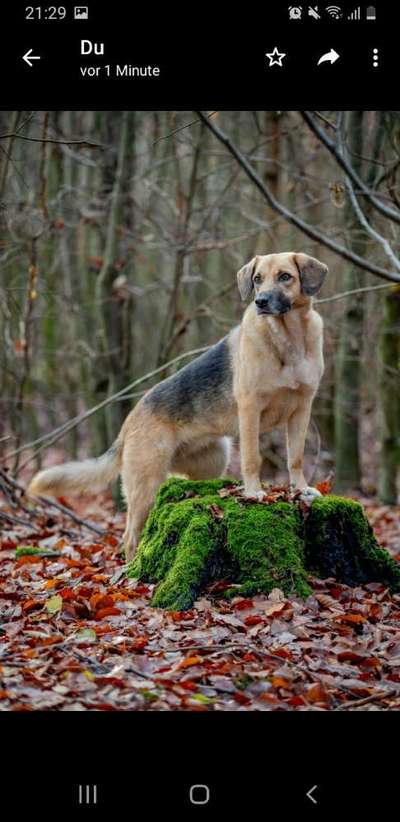 Die Dogorama Kalender Challenge Titelbild-Beitrag-Bild