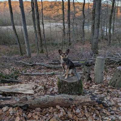 Hundetreffen-Gemeinsam Spazieren gehen und Spieltreffen-Bild