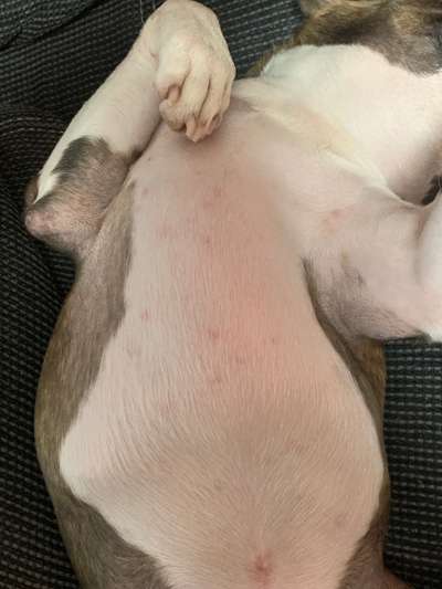 Pickel/Pusteln am Körper-Beitrag-Bild