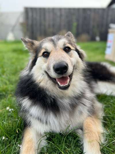 Herdenschutzhund, Erziehung und Genetik-Beitrag-Bild