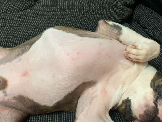 Pickel/Pusteln am Körper-Beitrag-Bild