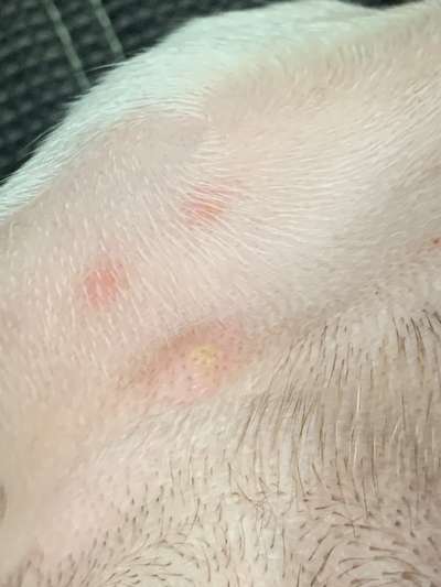 Pickel/Pusteln am Körper-Beitrag-Bild