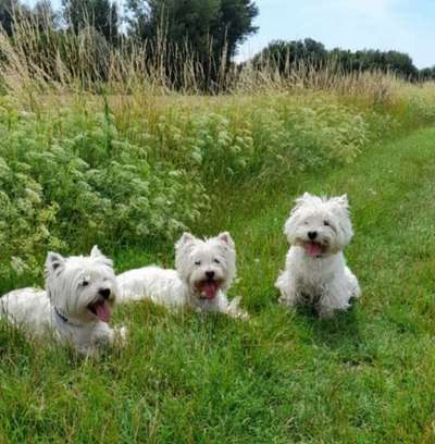 Westhighland white Terrier-Beitrag-Bild