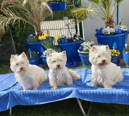 Die Dogorama Kalender Challenge 4/4-Beitrag-Bild