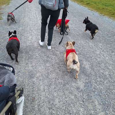 Hundetreffen-French Bully Club Schweiz-Bild