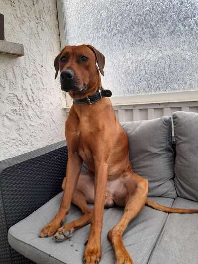 Rhodesian Ridgeback-Beitrag-Bild