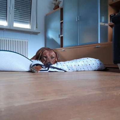 Rhodesian Ridgeback-Beitrag-Bild