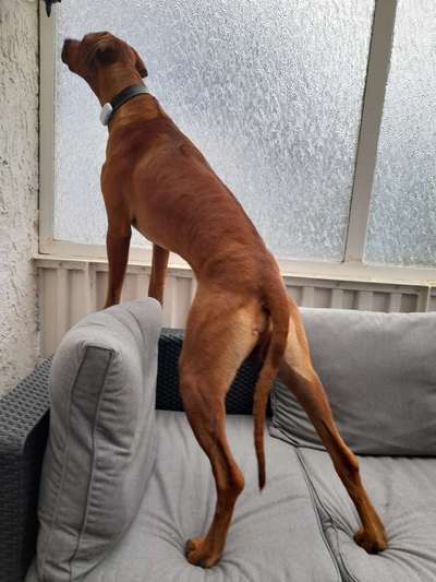 Rhodesian Ridgeback-Beitrag-Bild