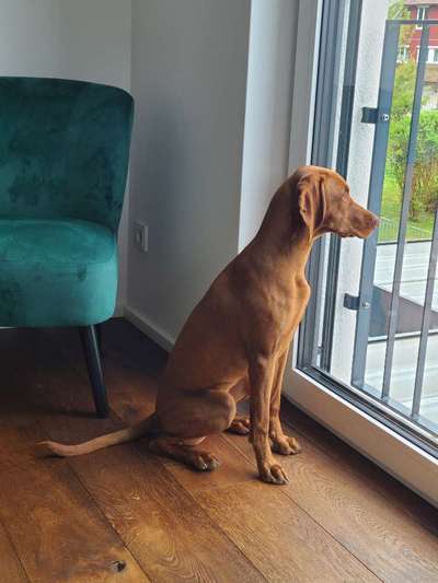 Hundetreffen-Wandern mit Hund-Bild
