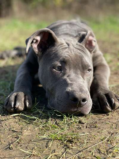 Dogorama Photo Challenge - Gassipause-Beitrag-Bild