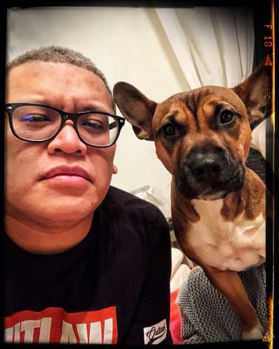 Französische Bulldogge Miniatur Bullterrier Mix-Beitrag-Bild