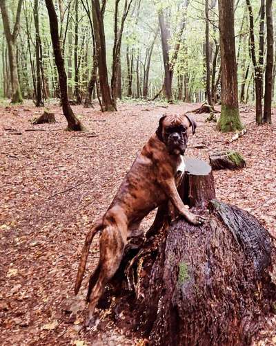 Boxer ???-Beitrag-Bild