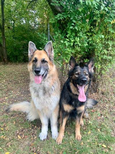 Alles rund um den Schäferhund, diskutieren erwünscht.-Beitrag-Bild