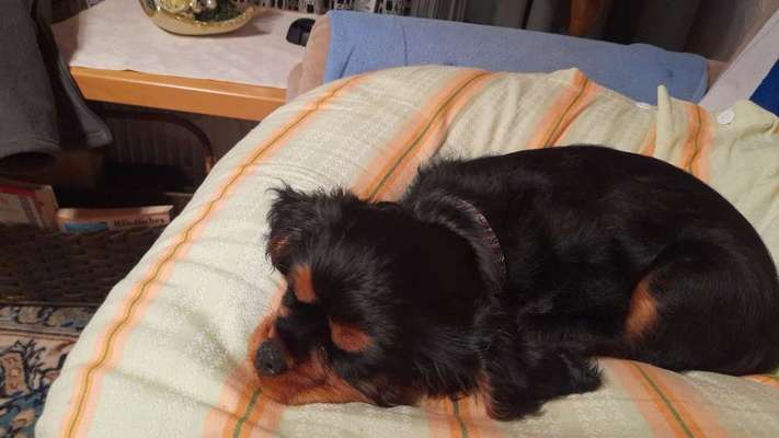 Cavaliere-Beitrag-Bild