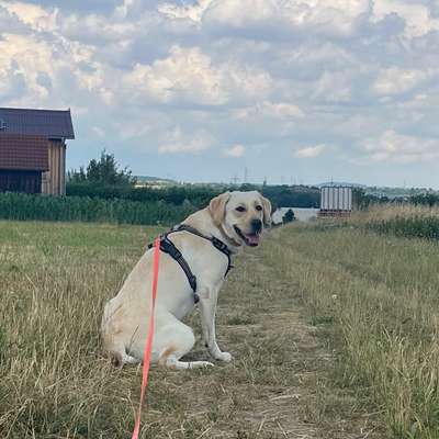Hundetreffen-Junghundetreffen in Fellbach/Remstal-Bild