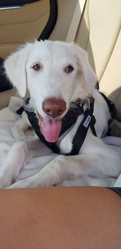 Als Welpen sind sie alle noch süßer-Beitrag-Bild