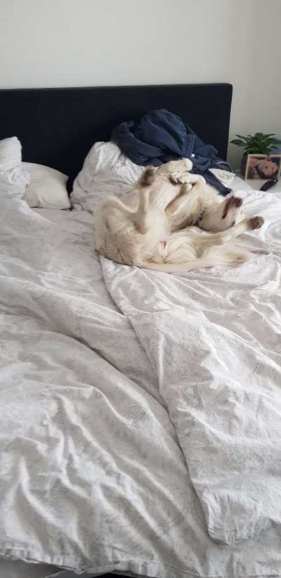 Herdenschutzhund-Beitrag-Bild