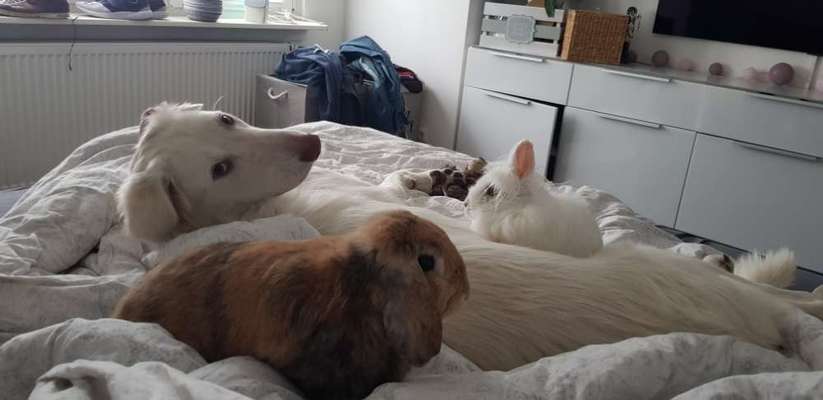 Fotochallenge Nr. 51 "Euer Hund mit anderen Tieren"-Beitrag-Bild