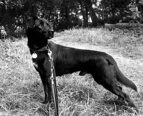 Foto's und Hundemodels-Beitrag-Bild