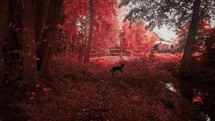 Foto's und Hundemodels-Beitrag-Bild