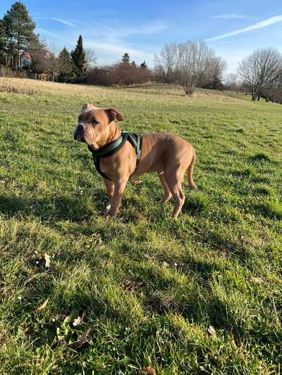 Wo sind meine AMERICAN BULLDOGS?-Beitrag-Bild