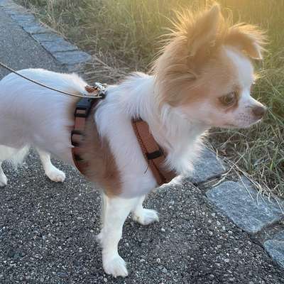 Hundetreffen-Spieltreffen/ Gassirunde-Bild