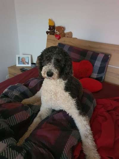 Die Dogorama Kalender Challenge Titelbild-Beitrag-Bild