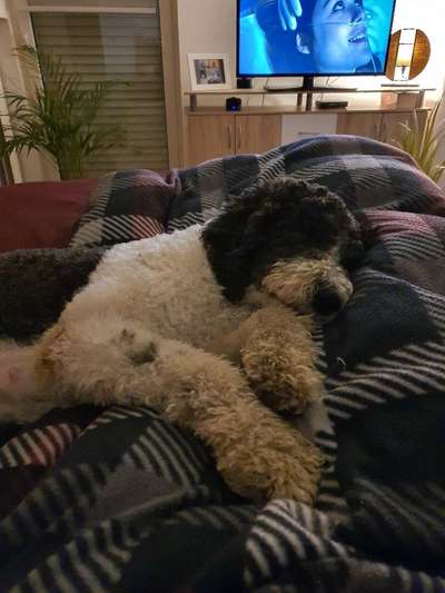 Alles rund um den Pudel-Beitrag-Bild