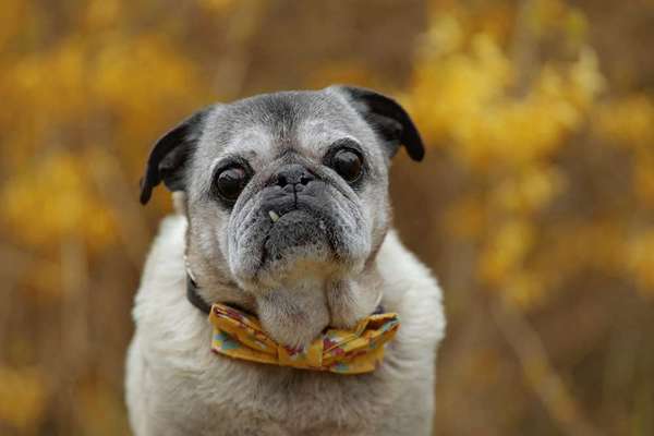 Brachycephale Hunderassen-Beitrag-Bild