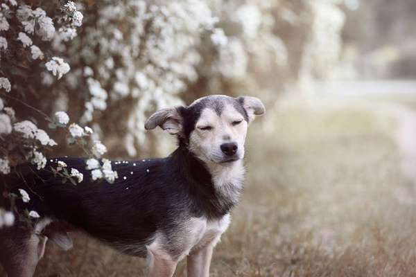 Auslandstierschutz-Beitrag-Bild
