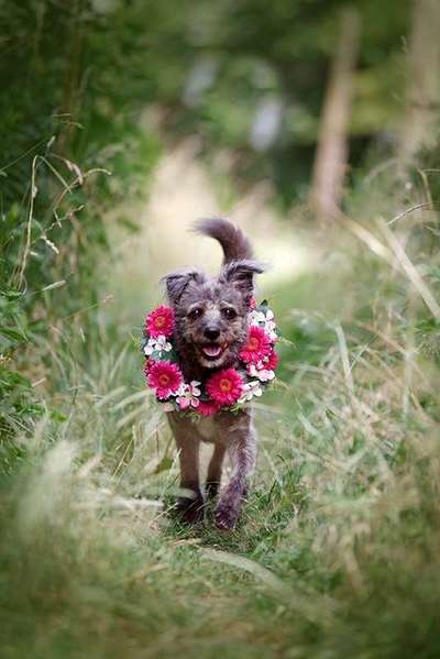 Mischlingshunde Foto Aufruf-Beitrag-Bild
