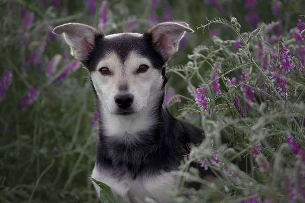 Mischlinge raten - Rätselspaß-Beitrag-Bild