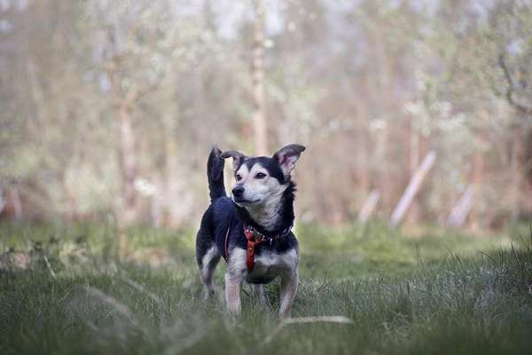 Mischlinge raten - Rätselspaß-Beitrag-Bild